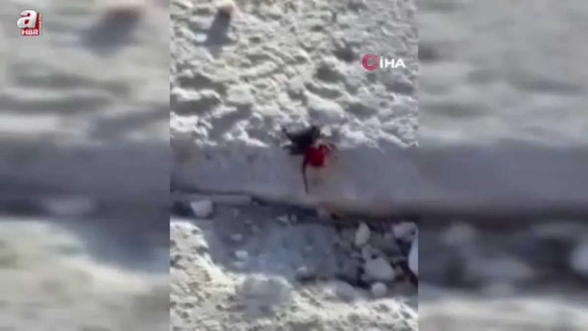 Elazığ'da zehirli örümcek kamerada