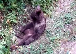 Düzce’de baygın bulunan boz ayı dünya gündeminde! Deli bal kendinden geçirmişti