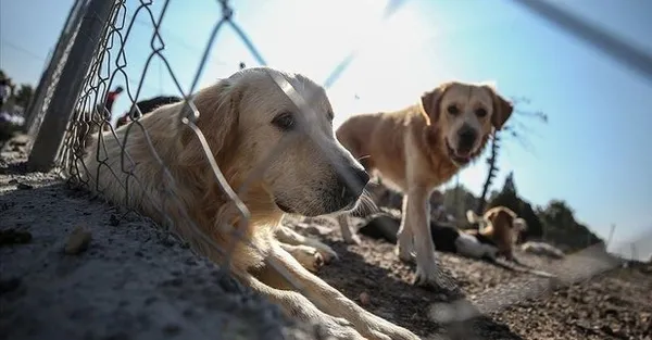 Hayvanların korunmasına ilişkin kanun Resmi Gazete’de yayımlandı