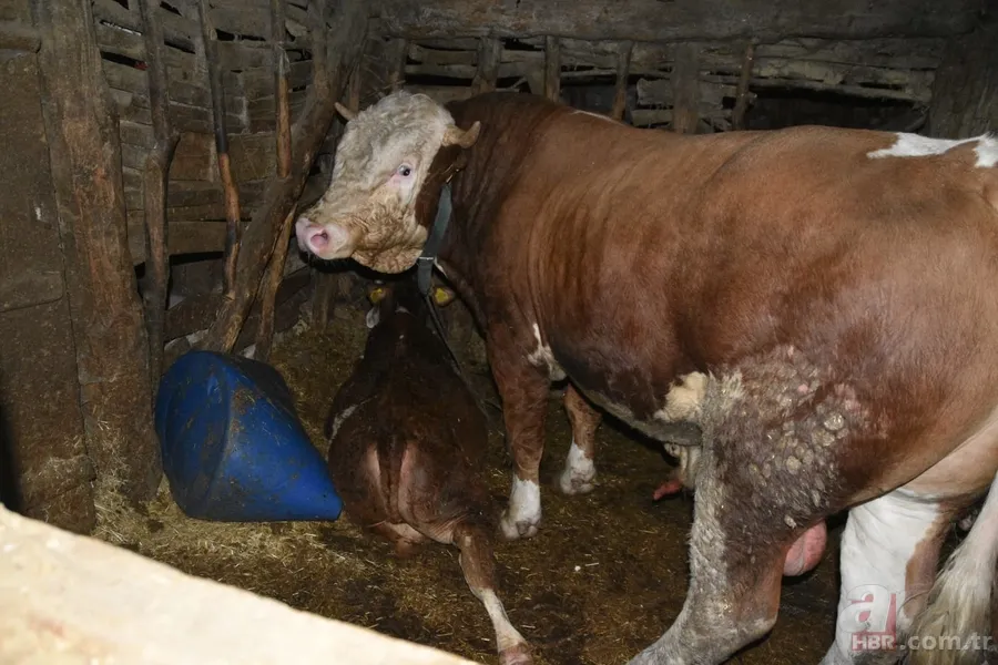 Ahıra girdi sonu oldu! Boğa sahibini boynuzlayıp ezdi 1