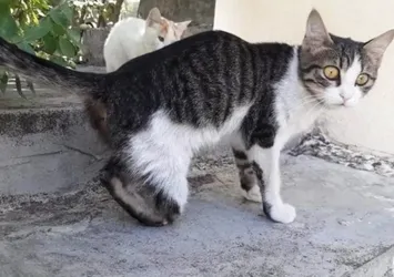 Çok sayıda kedinin arka ayaklarını kestiler! Gaziantep'te kanlar içinde kalan kediler büyük panik yarattı... O vicdansızlar aranıyor