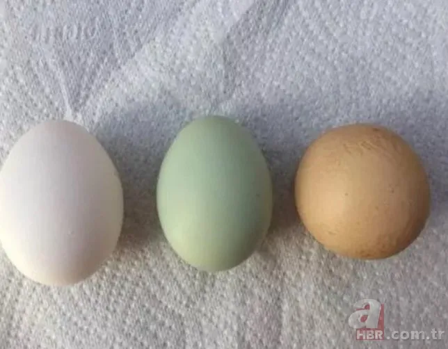 Kümese girdi başına talih kuşu kondu! Tavuğu servet yumurtladı 2