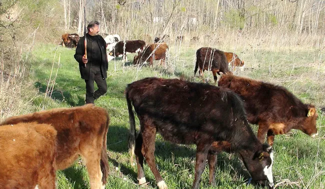 Türkiye’ye yatırım için gelen ve koronavirüs nedeniyle Fransa’ya dönemeyen adam omzunda tüfekle hayvan otlatıyor - 1