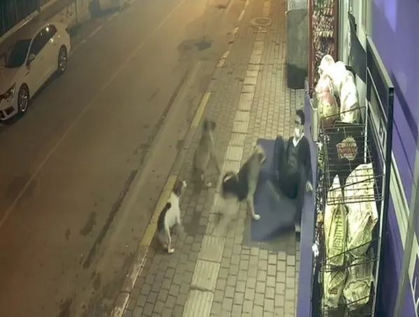 Sokak köpekleri bir anda saldırdı! Antalya'daki dehşet anları güvenlik kamerasına yansıdı - 1