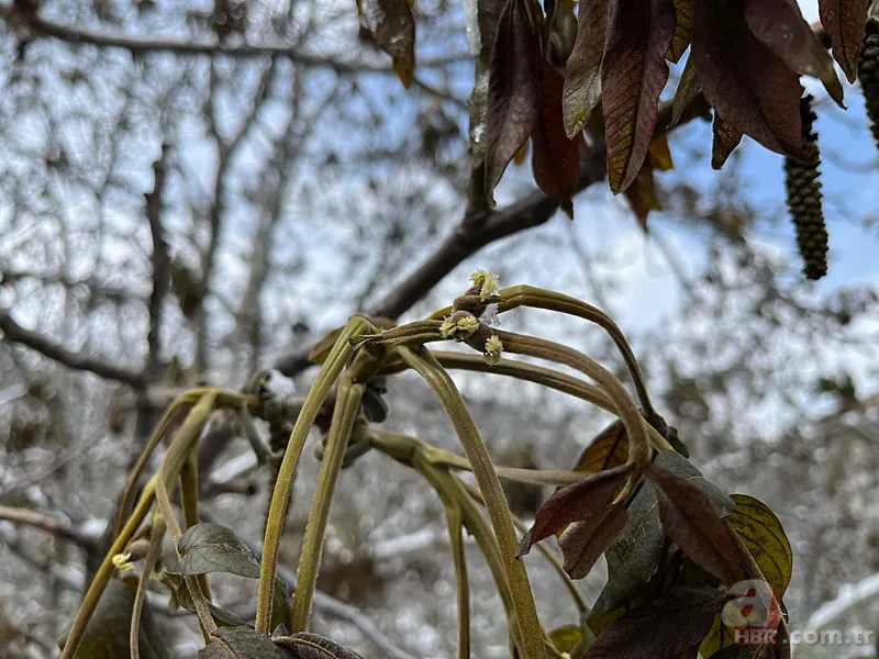 Şehir şehir zarar gören ürünler listesi: Fındık, Ceviz, Kiraz... Türkiye'de Zirai Don Haritası ortaya çıktı! 4