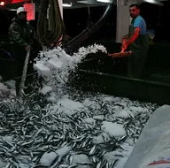 Balık sezonu bereketli başladı! 25 ton yakalandı