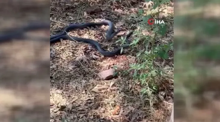 Şanlıurfa’da evin bahçesinde iki metrelik yılanların dansı kamera yansıdı