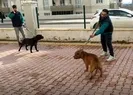 Pitbull cinsi köpekler yine dehşet saçtı!