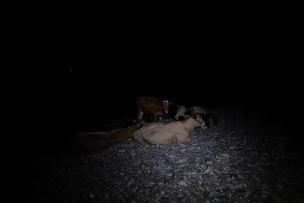 1627960703308.jpg Hayvanlarını deniz kenarına getirerek korudular! - 3