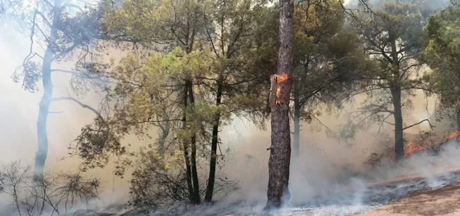 Manavgat'ta korkutan orman yangını! Ekipler müdahale etti