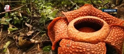 Evin bahçesinde açtı! Uzaktan büyülüyor... Yanına yaklaşanları şoke ediyor