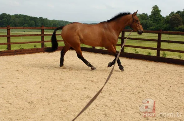Uğur böceğinin mucizesi meğer kanatlarındaymış! 27