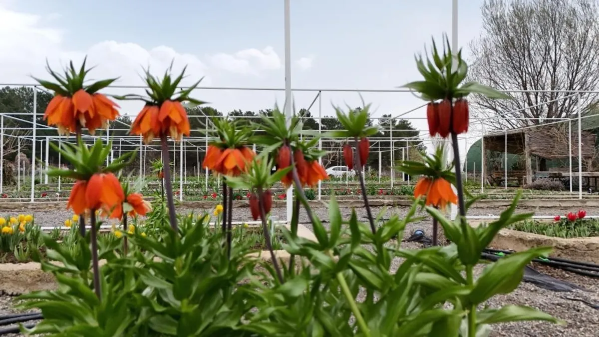 Koparmanın cezası 700 bin TL! Yılda sadece 20 gün yaşıyor