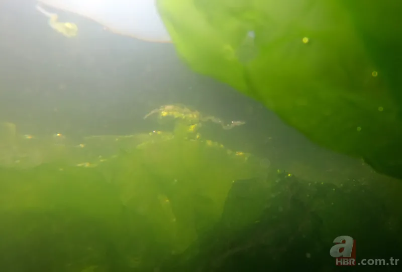 CHP'li Tunç Soyer'in "Yüzülebilir hale gelecek" dediği İzmir Körfezi çevre felaketi uyarısı veriyor 16