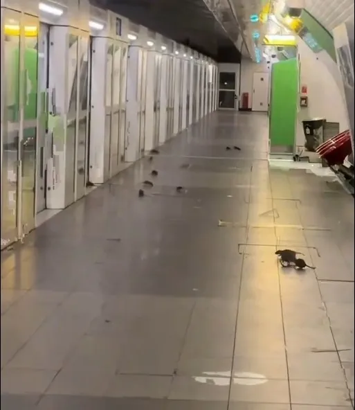 1791730249306.jpg Avrupa'nın göbeğinde rezalet! Paris metrosunda korkunç fare istilası: Turizm başkenti pisliğe teslim oldu - 1