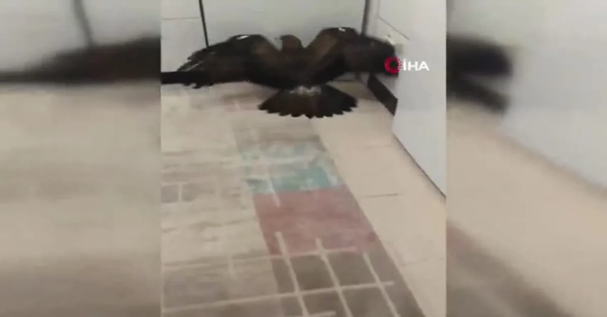 Balkonda otururken neye uğradığını şaşırdı! Evin içinden öyle bir şey çıktı ki…