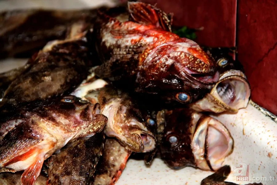 Kıyı balıkçılarının vazgeçilmezi: İskorpit balığı 4