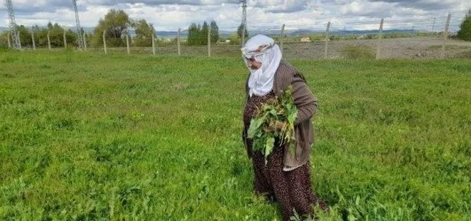 Ağrı’da kadınlar peynir ve kış yemekleri için dağlarda bitki topluyor