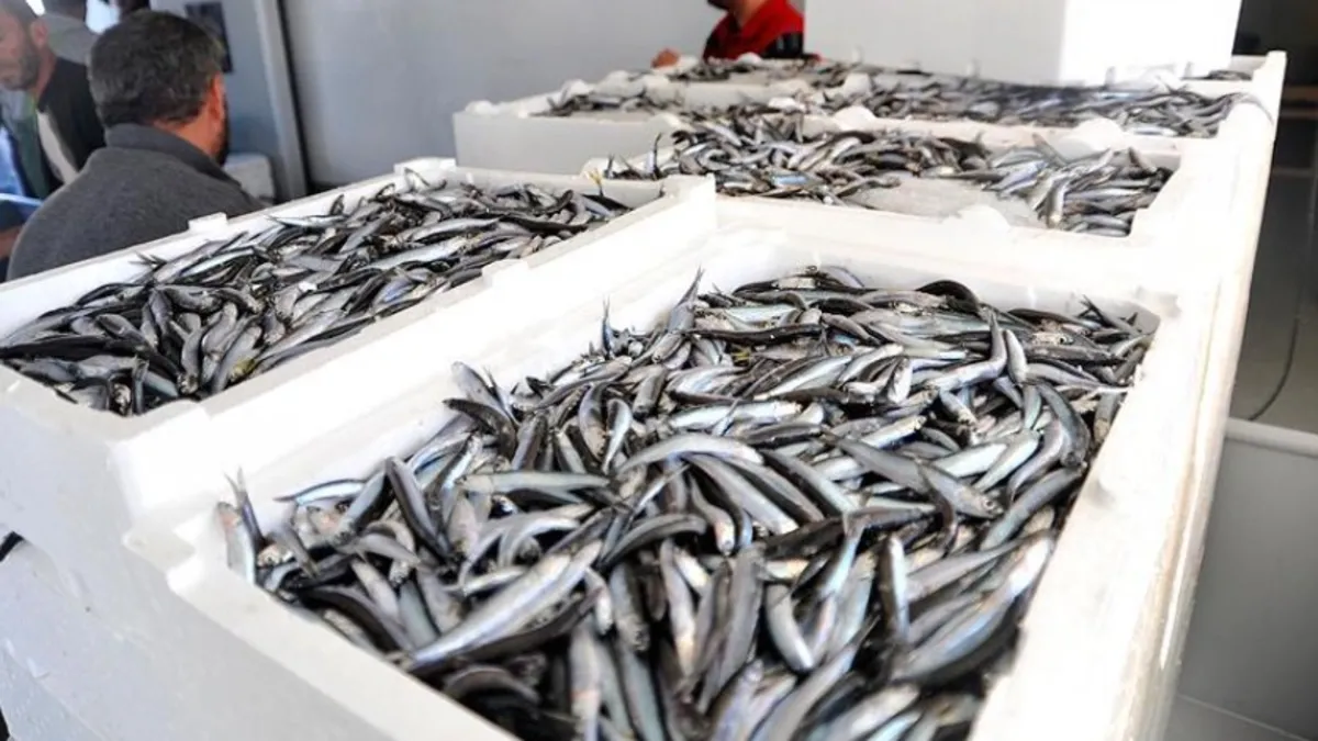 Düzce'de ağlar hamsi ile doldu