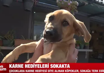 Karne hediyeleri sokakta! Aralarında tavşan bile var... Sahipsiz köpek sorunu nasıl çözülecek?