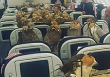 Suudi Prens'ten uçakta 'şahin' şov!