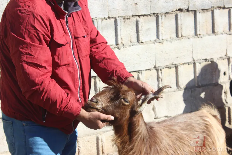 Ahırın kapısını açınca dehşete düştü! 3 gözlü 4 burun delikli buzağıyı görenler inanamadı! Kuyruğunda… 6