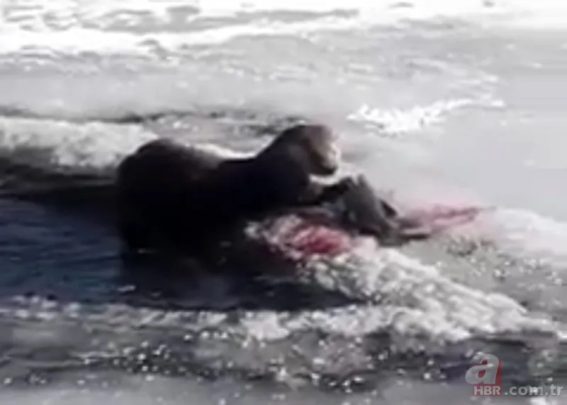 O ilimizde kıyıya yaklaşınca fark edildi! Hemen telefona sarıldılar 9