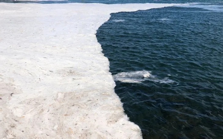 Felaketin kaynağı Tuna! Karadeniz’den Marmara’ya karbon akıyor