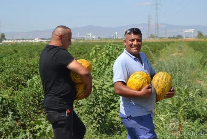 Ücretsiz dağıtıldı duyan akın etti! 220 dönümlük arazide rekor hasat! Üreticiler 600 tonu gözden çıkardı: Araçlarla gelip topladılar 18