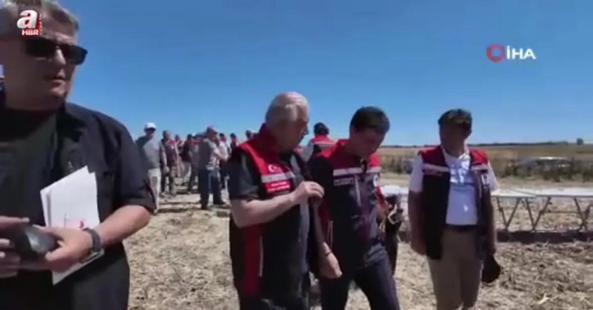 Silivri'de konala ve buğday hasadı başladı