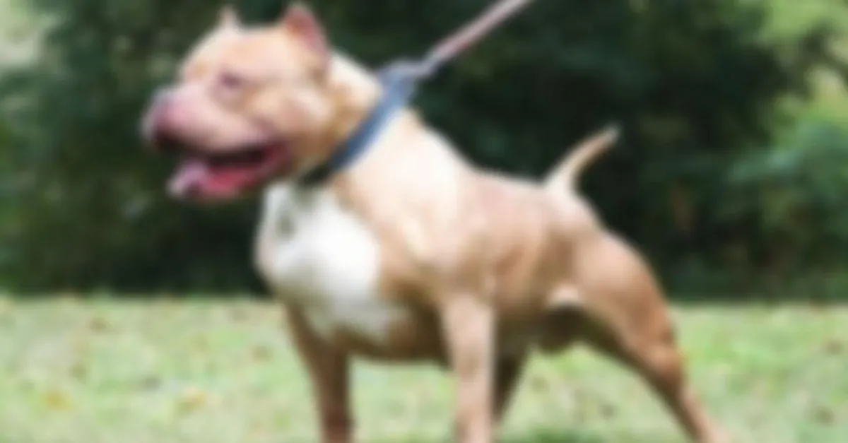 Gaziantep'te ikinci pitbull vakası