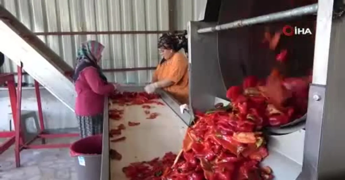 Kahramanmaraş'ta biber salçası telaşı