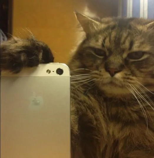 Kedilerin selfiesi güldürdü
