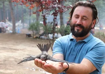 Ebabil kuşları Karabük’ü mesken tuttu