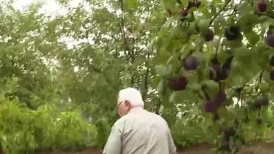 Ankara’da şehirden uzak bağ bahçe keyfi