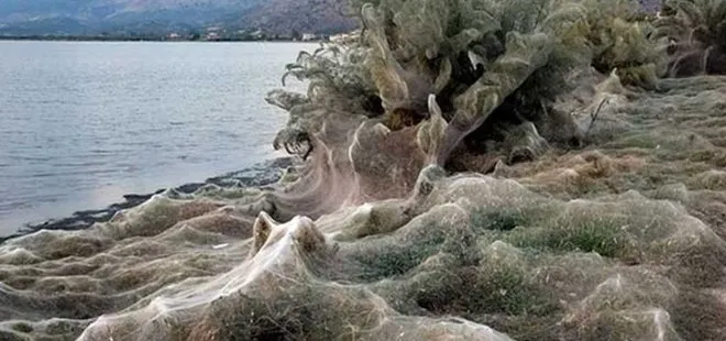 Yunanistan sahillerinde ürküten görüntü