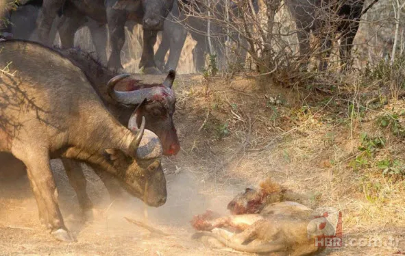 Böylesini daha önce hiç görmediniz 41