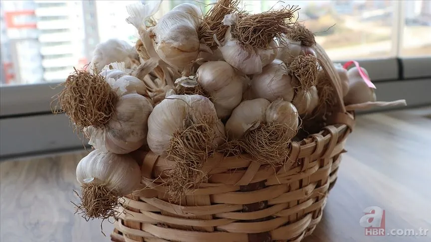 Şimdiye kadarki en kokulu sağlık sırrı! O basit sebze ağzı nasıl temizliyor? 5