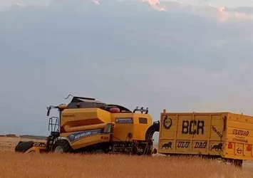 Patnosta buğday hasadı başladı