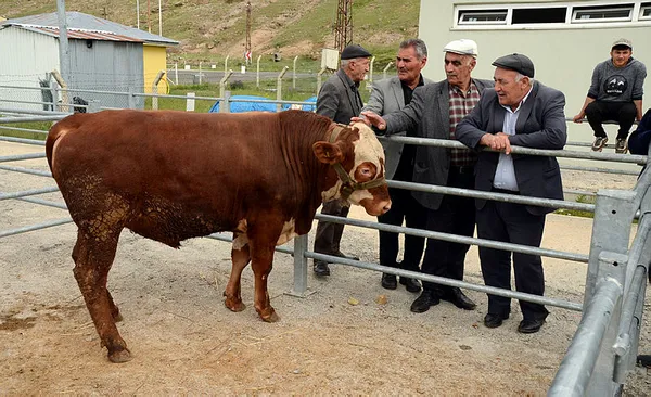 Kurbanlık alacaklara büyük kolaylık! Bakanlığın uygulaması ile tüm bilgilere ulaşmak mümkün - 3