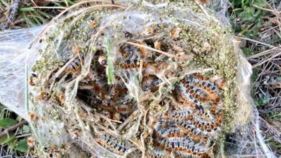 Terminatör böcekler görevde! Orman düşmanı için mücadele başladı