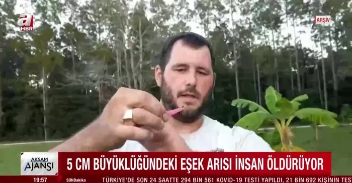 Kabus geri döndü! ABD'de 'öldüren arı' paniği! - 1