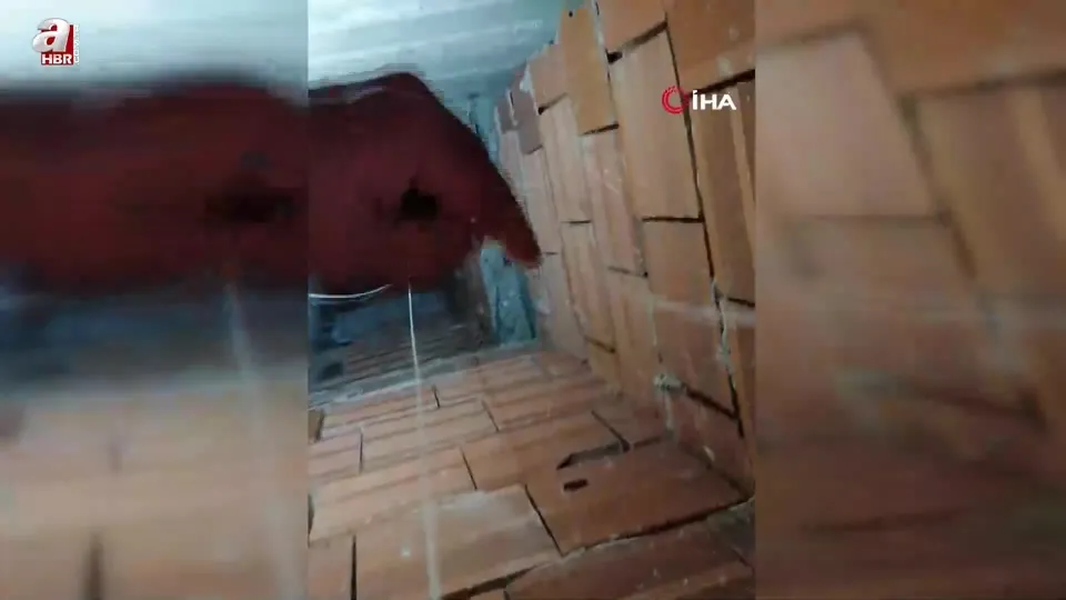 Tokat’ta balık ağıyla kuşu kurtardı