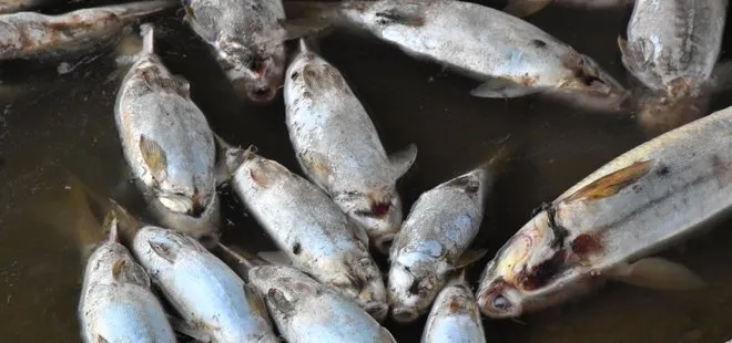 Kızılırmak’taki balık ölümlerinin nedeni belli oldu