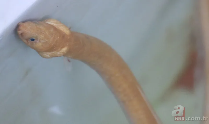 Türkiye’de ilk defa görüntülendi! Yılan kurdu balığı Çanakkale Boğazı’nda! Nereden geldi? Uzman isim A Haber'de yanıtladı 2