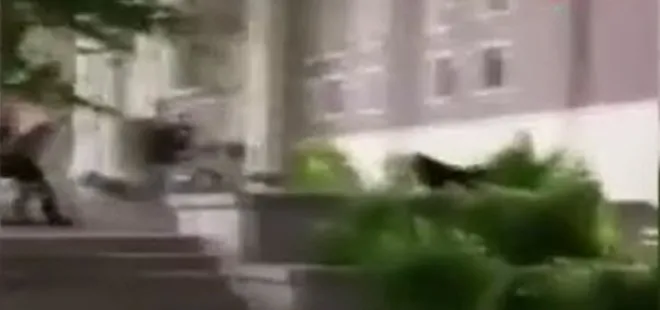 Canlarını zor kurtardılar! Kampüs içinde köpek saldırısı