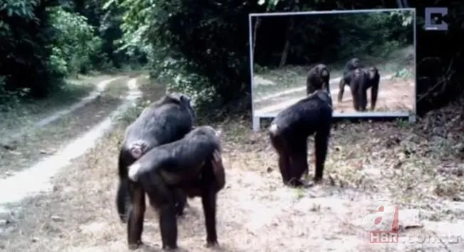Vahşi doğada daha önce böylesi görülmedi! Goril aynada kendisini görünce saldırmaya başladı 20