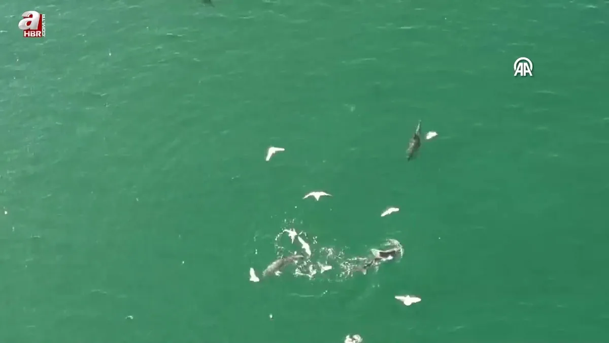 Karadeniz’de dolaşan yunuslar dronla görüntülendi