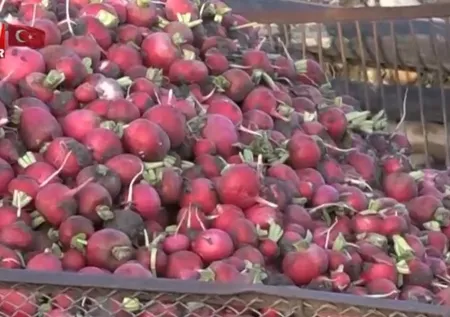 Mor renkte şifa var! Mor ve bordo sebzeler hastalıklarla savaşıyor