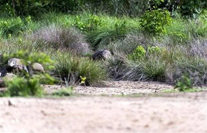 Komodo ejderinin dağ keçisi avı böyle görüntülendi!